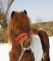 Pony ride in Brasov - an unforgettable adventure for children