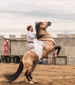 Riding lesson for adults or children in Comana Park