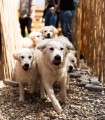 60 minutes of play, with Golden Retriever puppies, near Bucharest